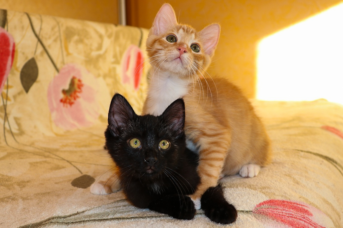 ?ыжикЧерныш2-1