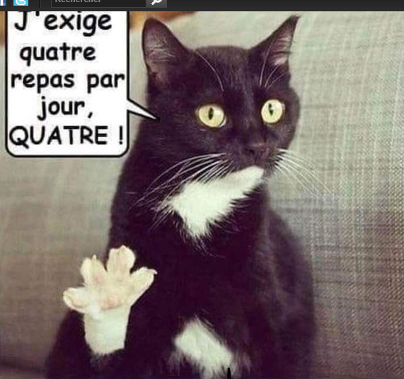 VIE-DE-CHAT.png