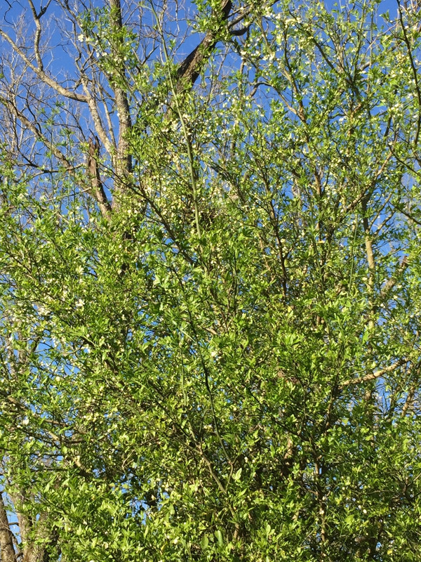Citrus blooms