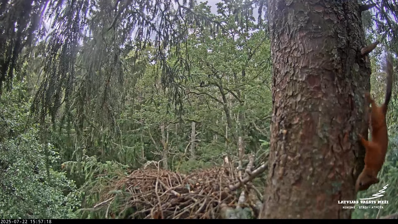 LVM mazais ērglis Lisiņa, egle – Lesser Spotted Eagle 18-42-9 screenshot