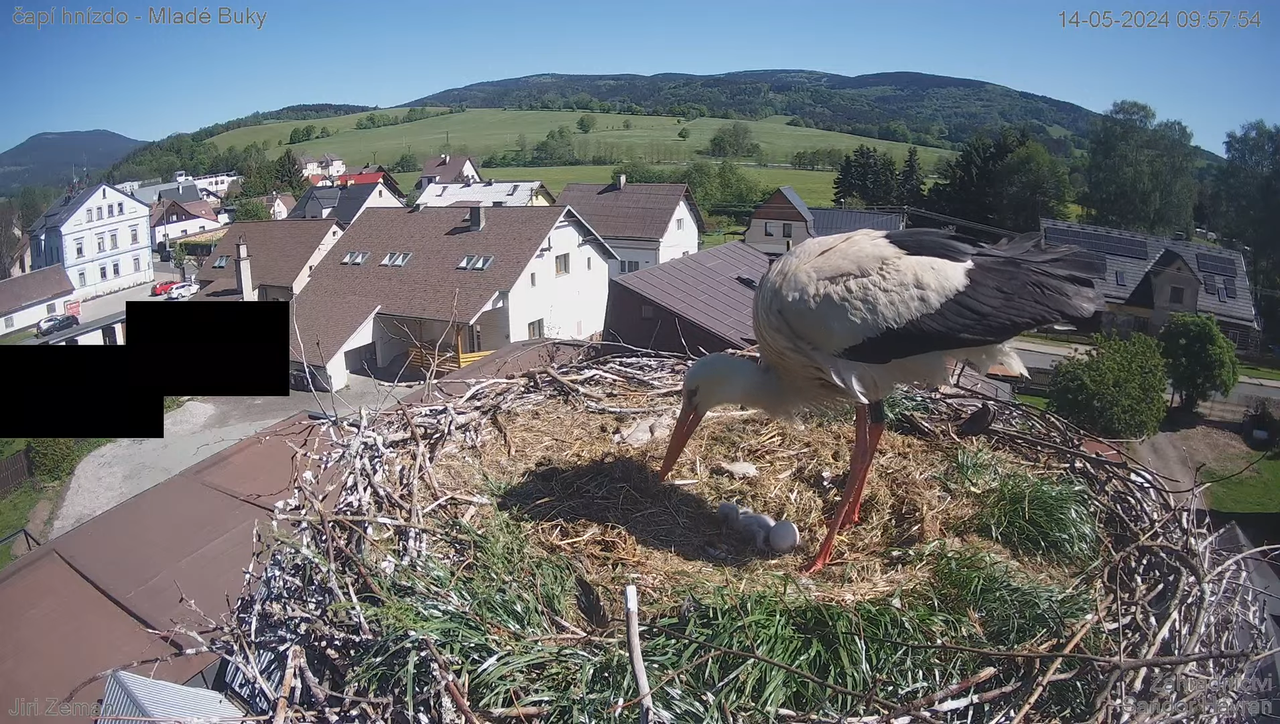 Tiešraides kamera — Mladé Buky — stārķa ligzda 12-59-20 screenshot