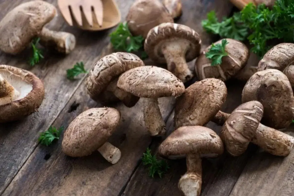 Shiitake (Forest or Oak)