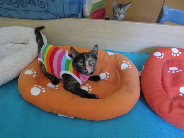 Slika