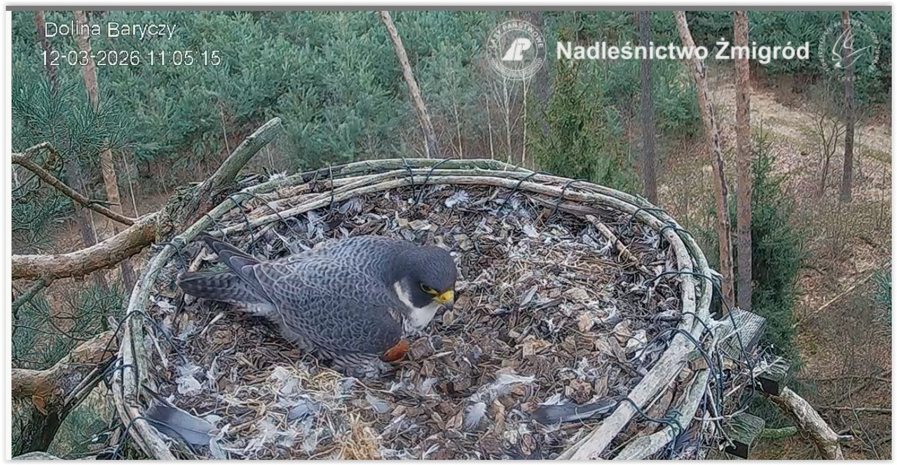 Screen Shot 03 12 26 at 11 05 AM