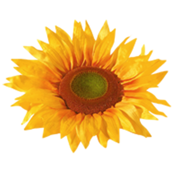 Tournesol idstein öffnungszeiten