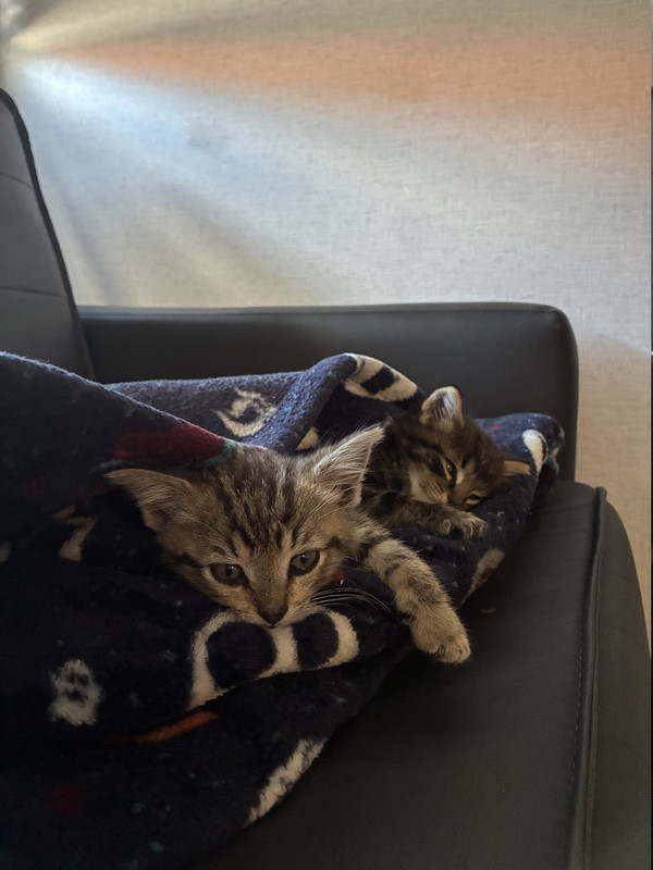 foster kittens
