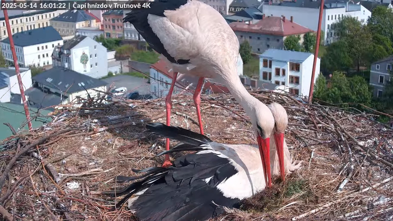 Tiešraide no stārķa ligzdas uz alus darītavas skursteņa Trutnovā 17-44-20 screenshot