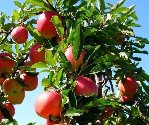 Советы по уходу за яблоней как избежать гниения урожая