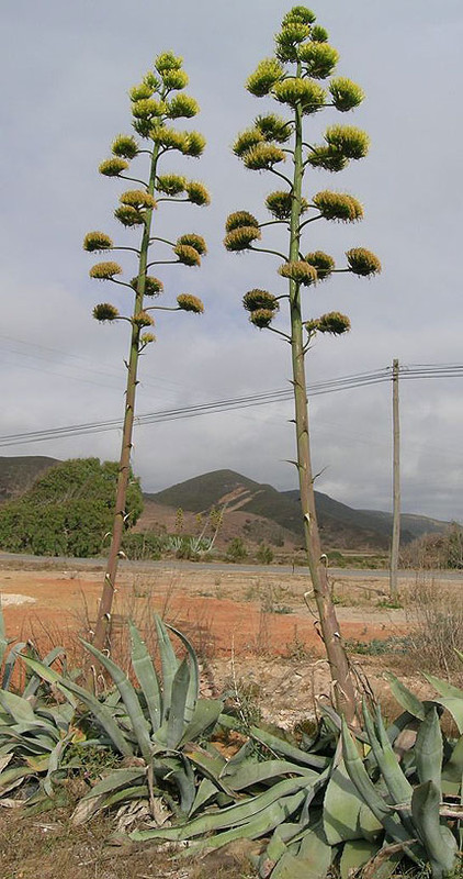 [Image: agave-Americana.jpg]