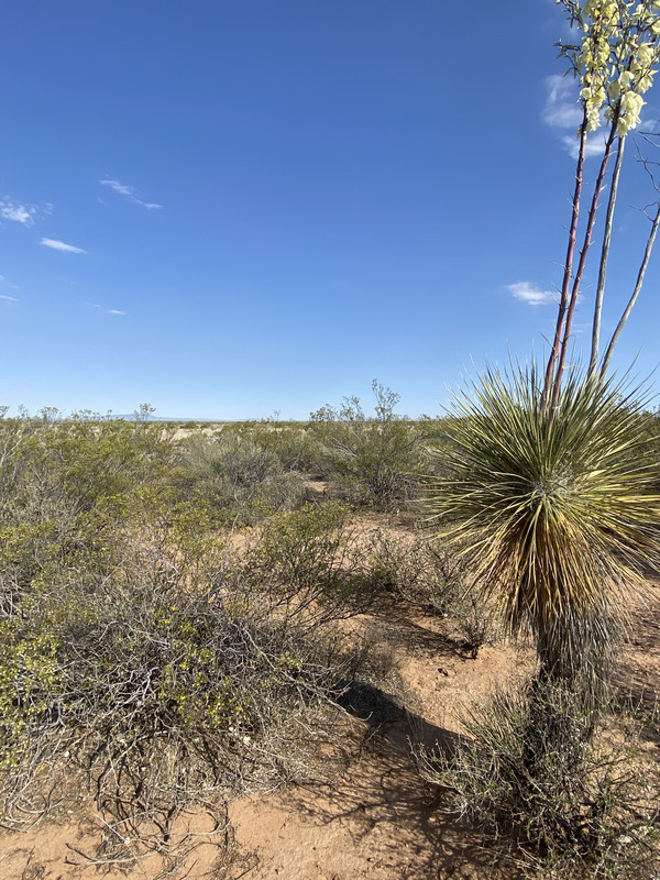 Rare- 4.9 acre lot in Shadow Mountain Ranches!  Only $240/month for this amazing investment