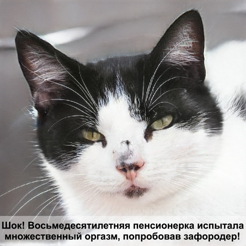 лысая британская кошка