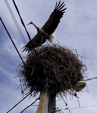 Лелека у гнізді