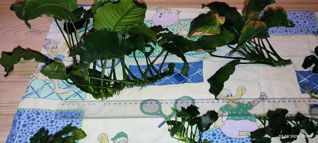 viber изображение 2026 03 03 20 06 30 342