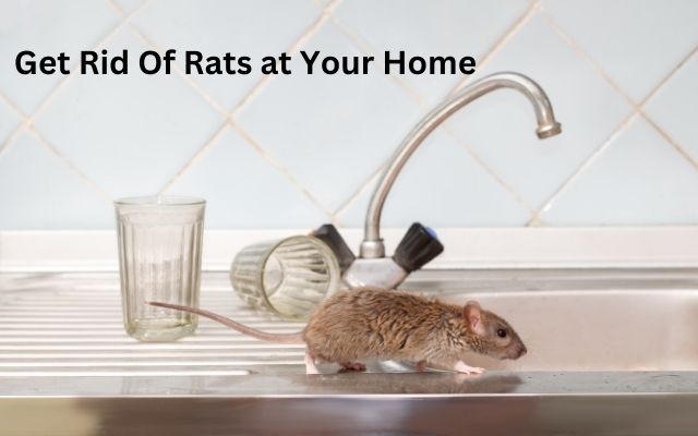 How do I get rid of rats in my house?