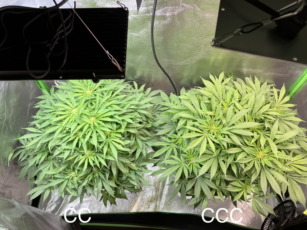 IMG_1594 (Mayo 20  2023)