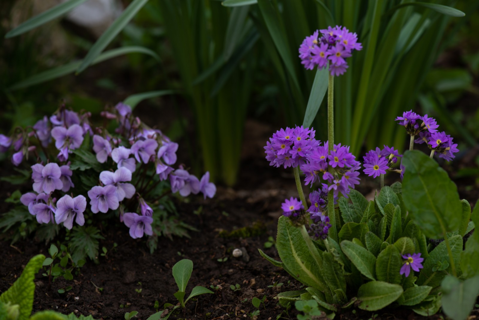 Img 07e8d63538dae2f8e393629044512b86 V Postimages