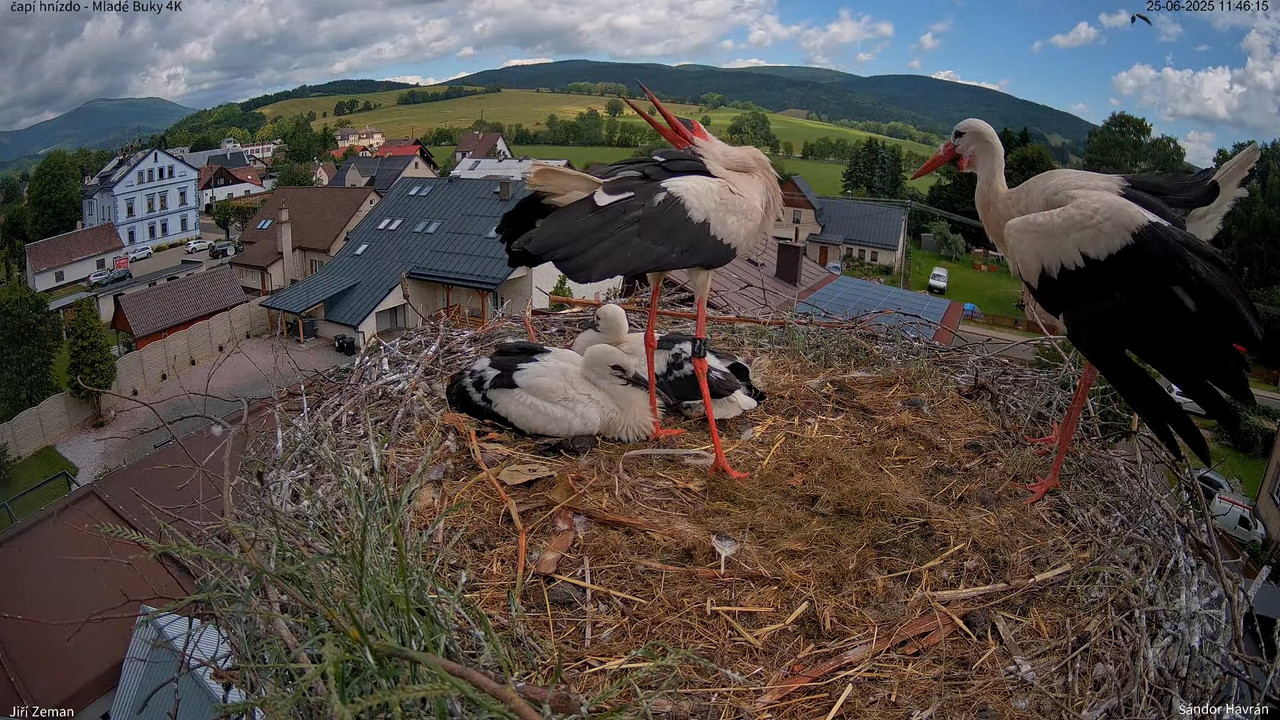 Tiešraides kamera — Mladé Buky — stārķa ligzda 4K 11-39-45 screenshot (2)