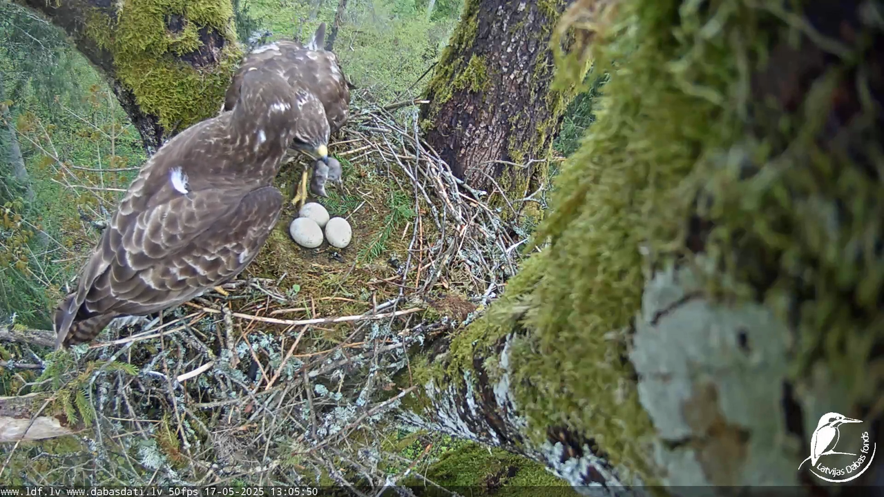 Melnās klijas (Milvus migrans) Kurzemē_ peļu klijāni (Buteo buteo) 15-49-55 screenshot