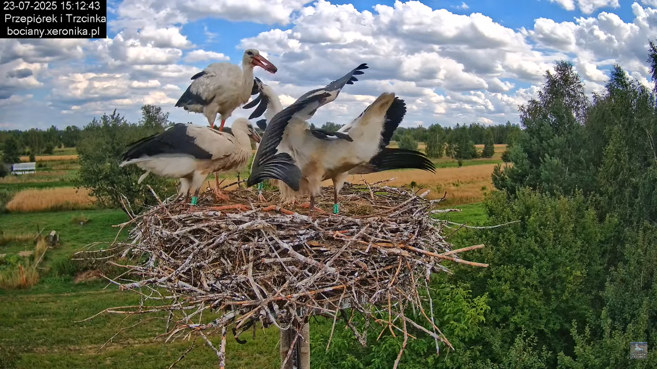 23072025bociany40