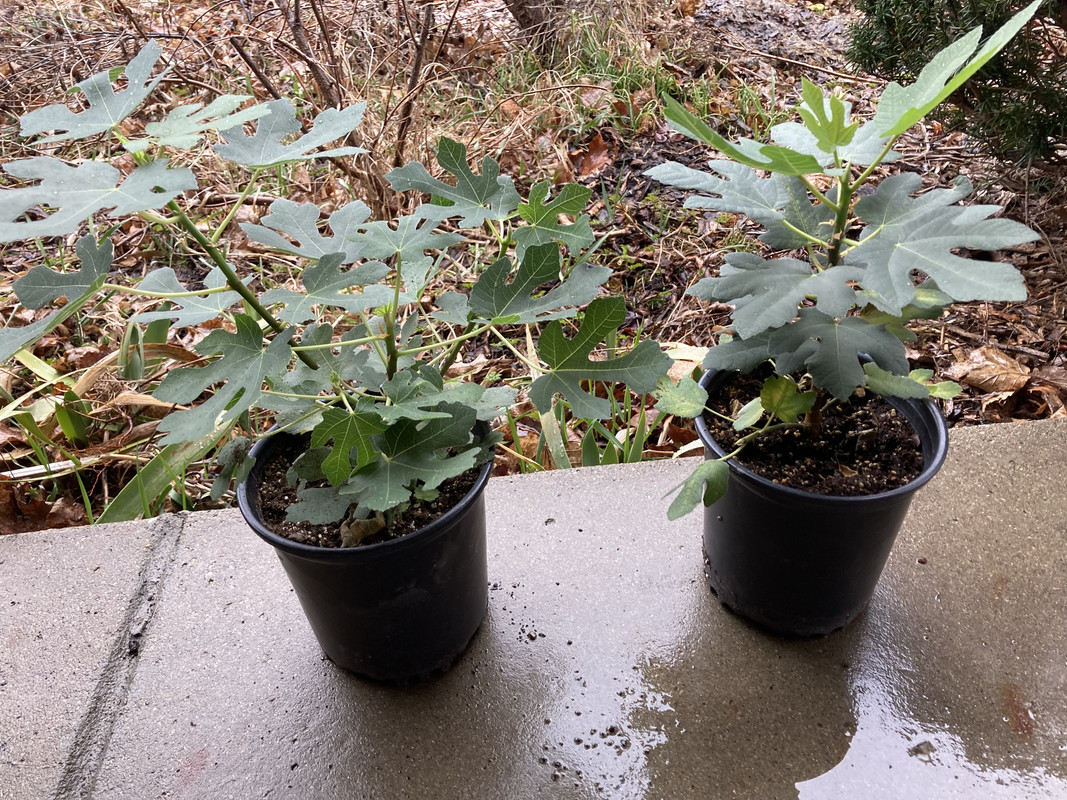 fig seedlings 2022 04 04