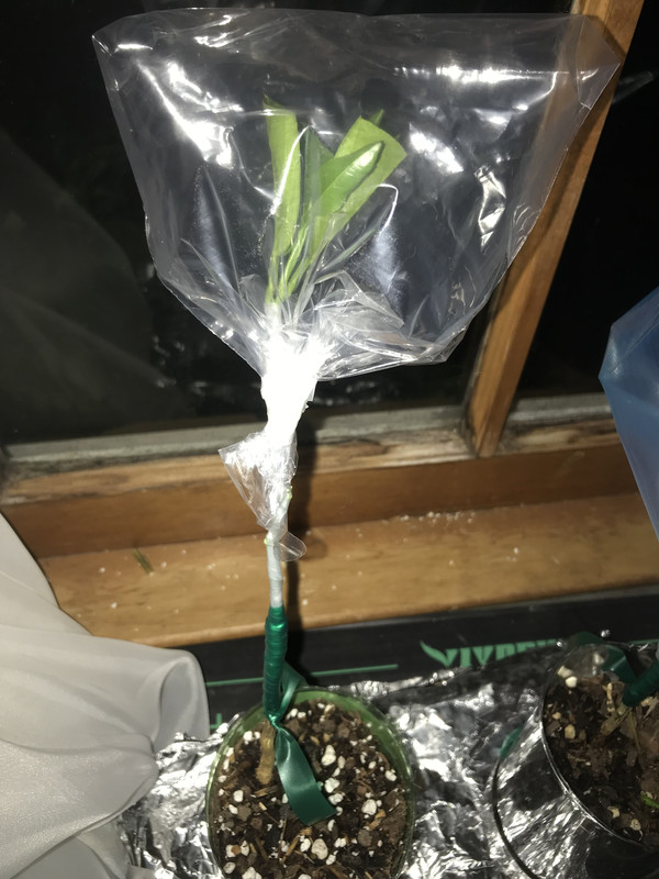 4C7A783C-A261-4A28-BE20-80B46ECC1F20