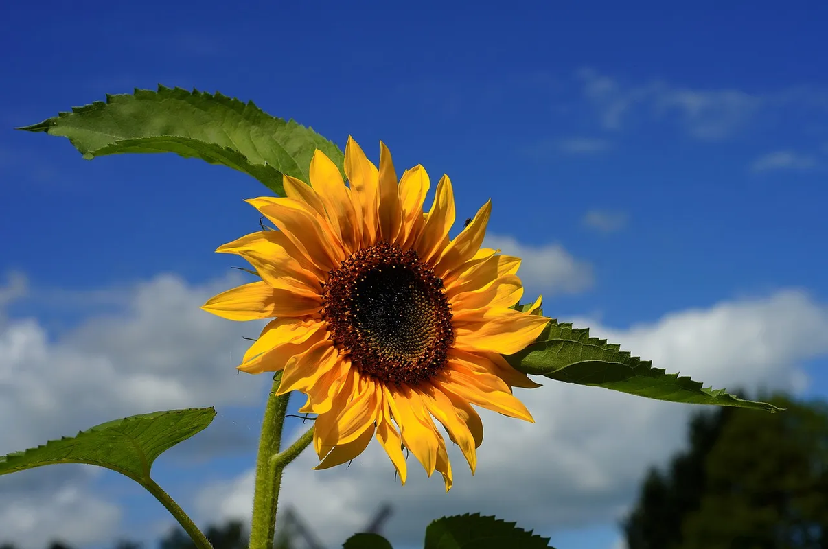 ¿Tienes un girasol en una maceta? Aplica estos pasos para cuidar esta planta