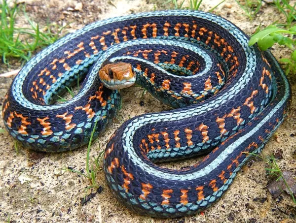 [صورة: the-most-beautiful-snakes-in-the-world-9...71317.webp]