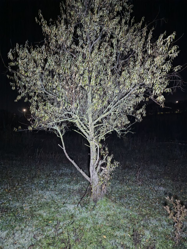 photo 5206179440491170648 y