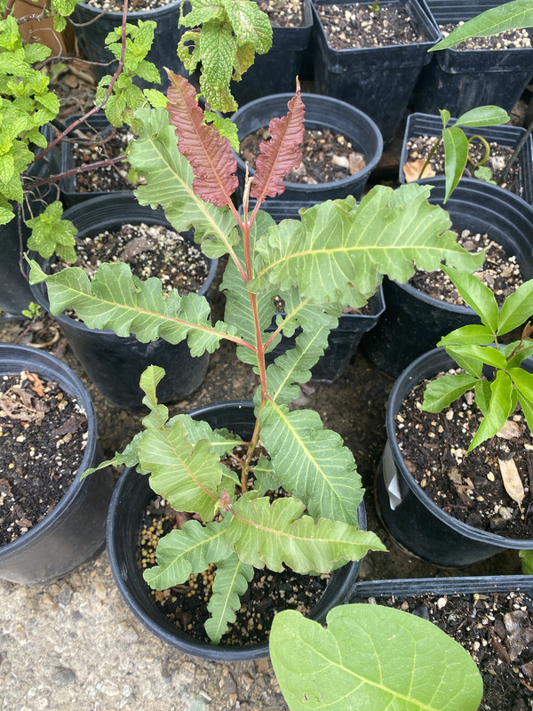 585F604D-B26A-40FB-9AFD-F6E260F99110