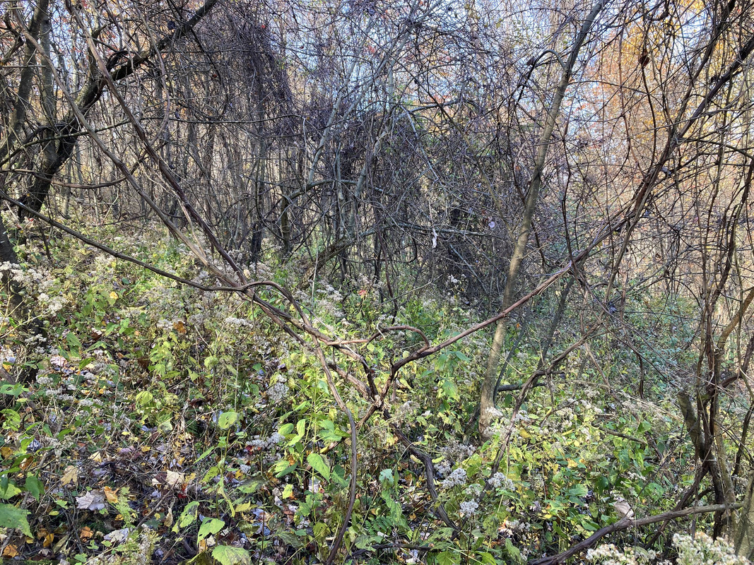 2024-10-23 8 Ruffed Grouse