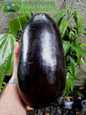 Crua Preto Sicana melão caboclo cruá croa Sementes P Mudas