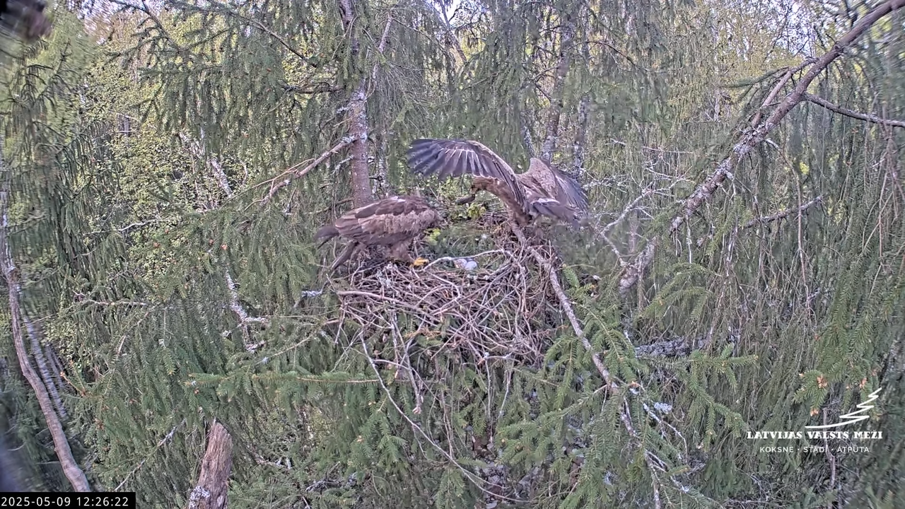 LVM mazais ērglis Lisiņa, egle2 – Lesser Spotted Eagle 12-23-37 screenshot (1)