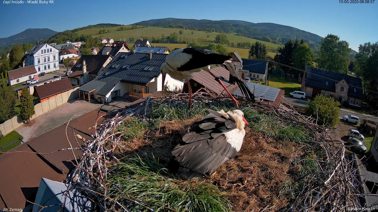 Živá kamera - Mladé Buky - čapí hnízdo 4K 10-42-42 screenshot