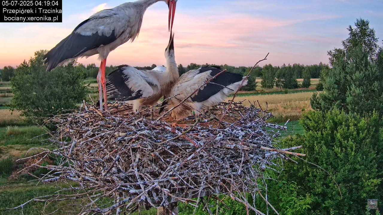 05072025bociany2