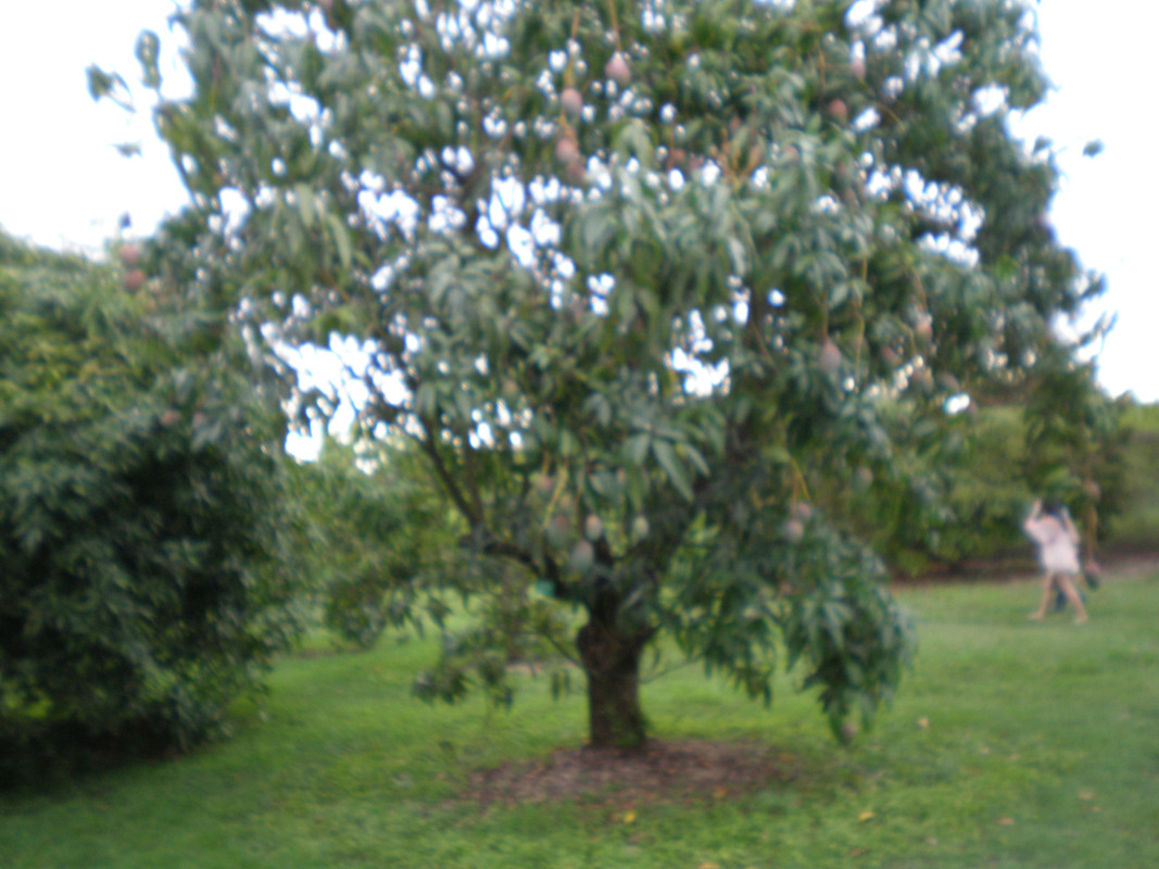 Fruit and Spice Park - Mango Keitt (186)