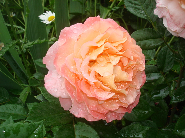 DSC01315
