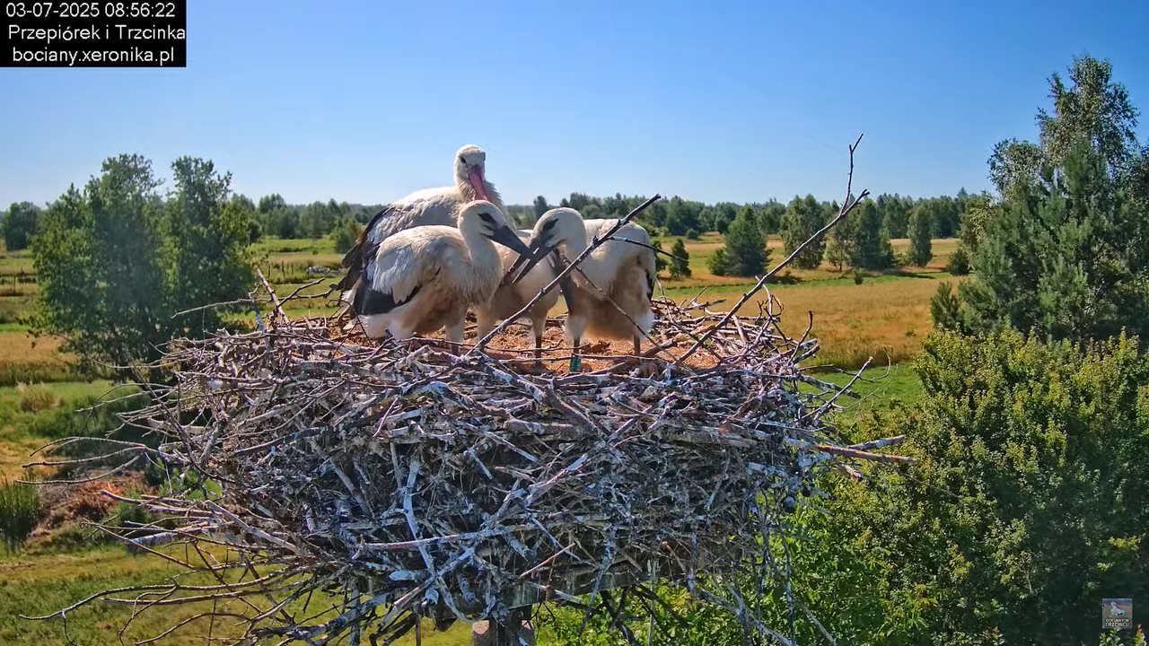 03072025bociany22