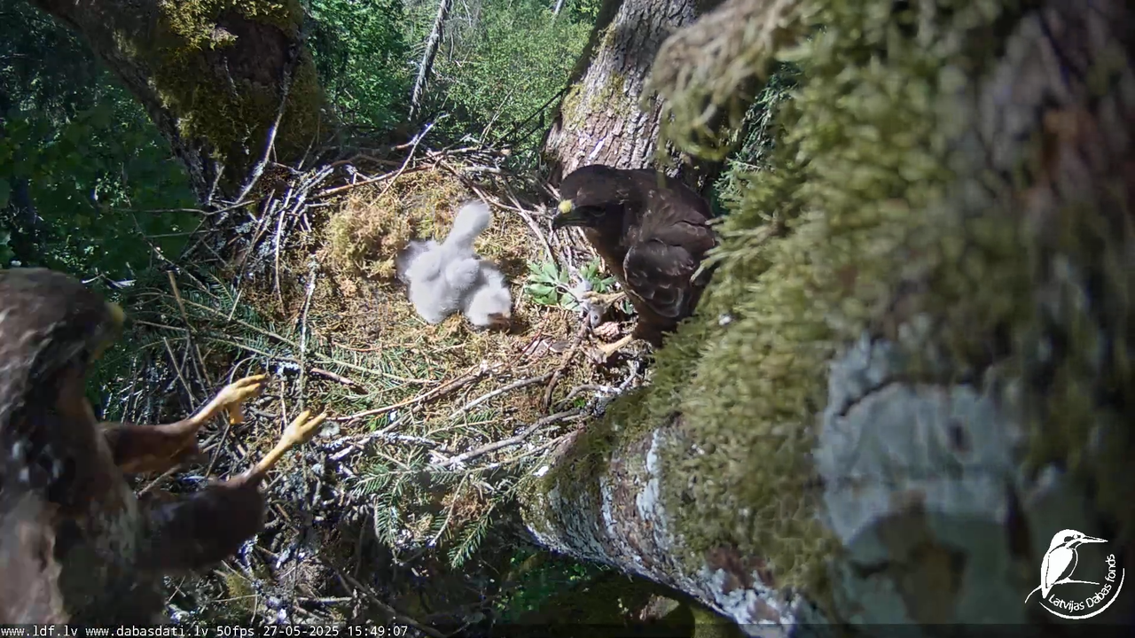 Melnās klijas (Milvus migrans) Kurzemē_ peļu klijāni (Buteo buteo) 11-1-22 screenshot