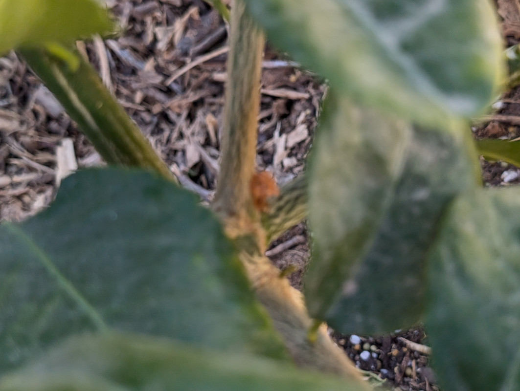 PXL_20250215_210940952.MP