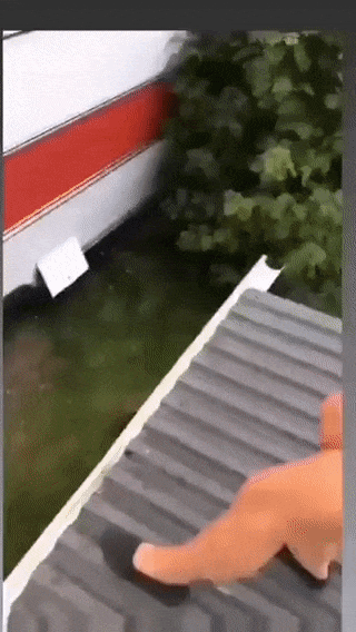 https://i.postimg.cc/1z9J2FF1/ezgif-4-faf0bb300233.gif