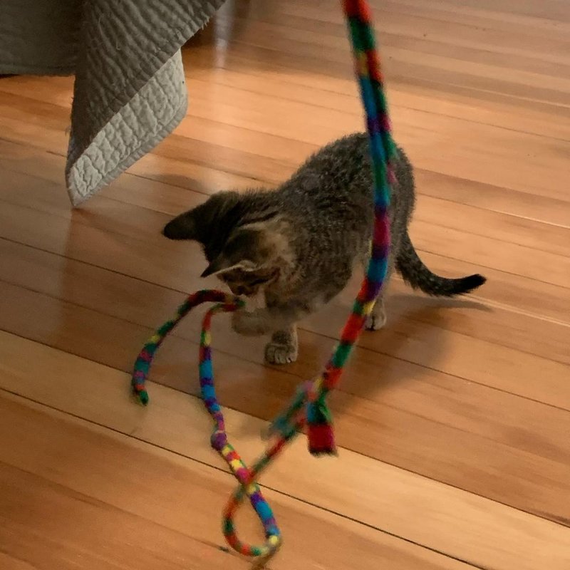 cat charmer