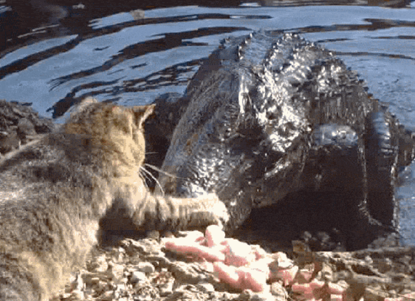 67b.gif