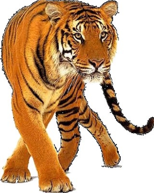 Tigre1