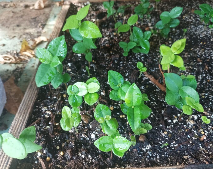 seedlings