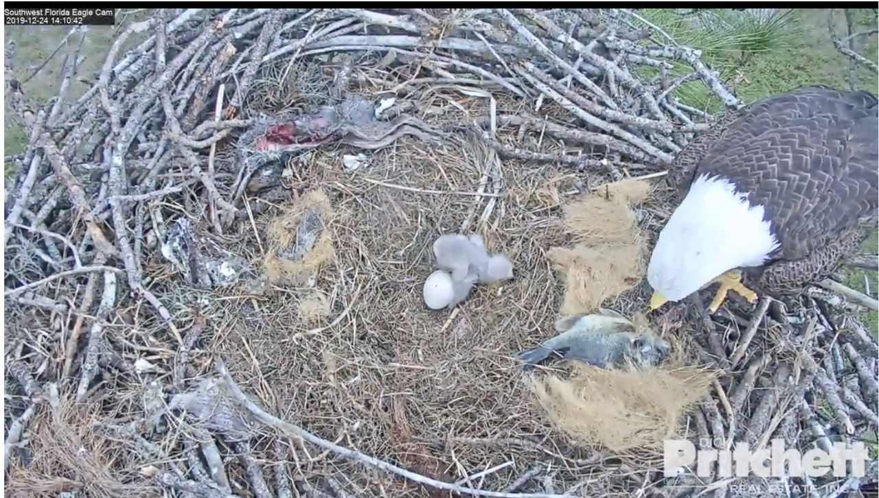 Zuid-West Florida 20191224-02 om 20.14.32