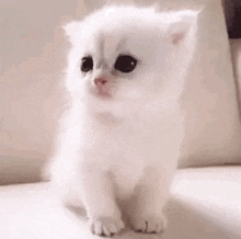 image.gif