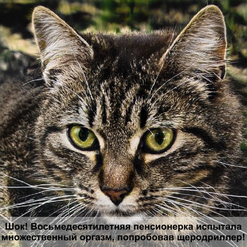 вирусные инфекции кошек