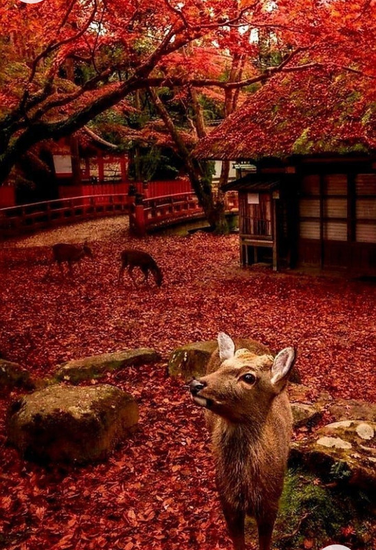 Screenshot_20221208-214011_Chrome