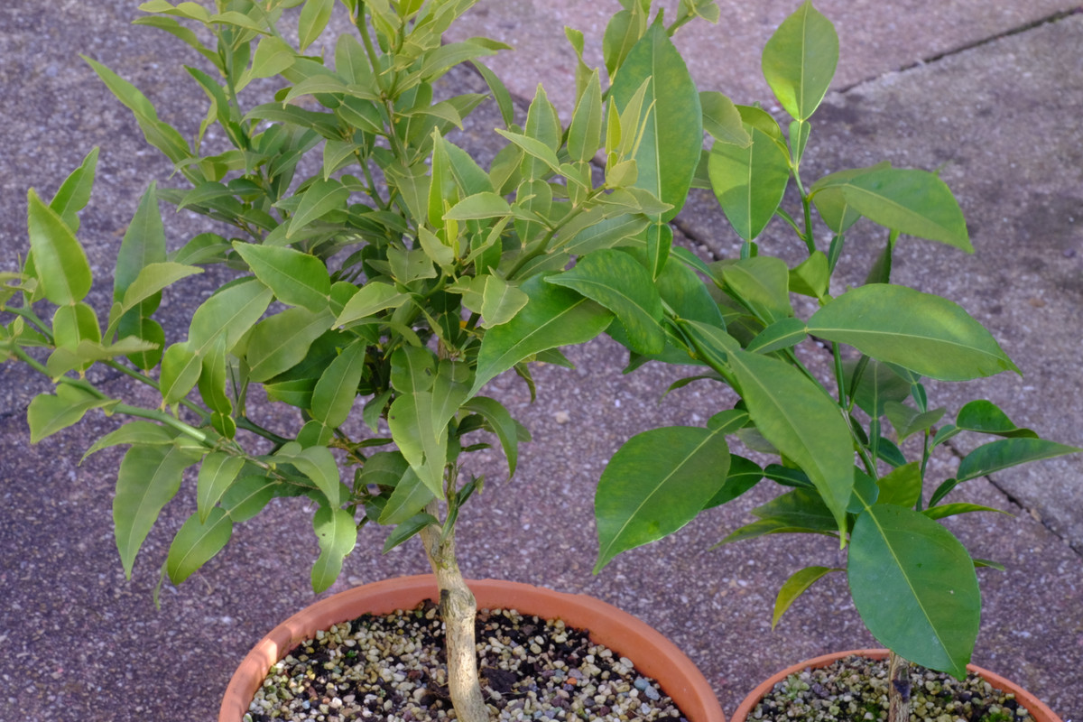 Yuzuplants