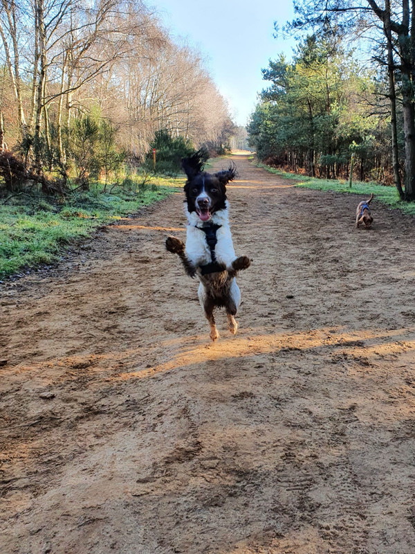 The Crazy Flying Sprocker